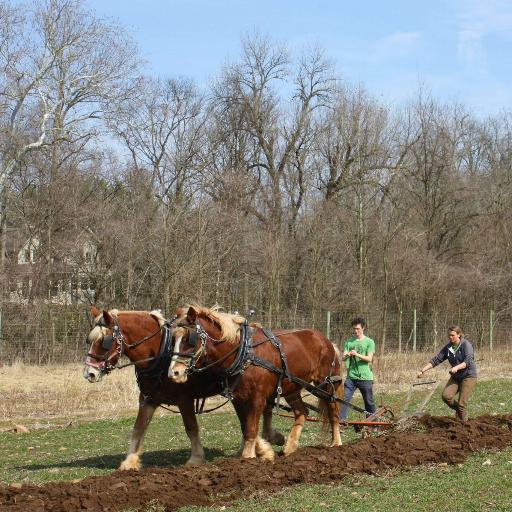 Two people in a fenced field walking behind a pair of draft horses plowing a field. There is a house behind some trees, which do not have any leaves on them.