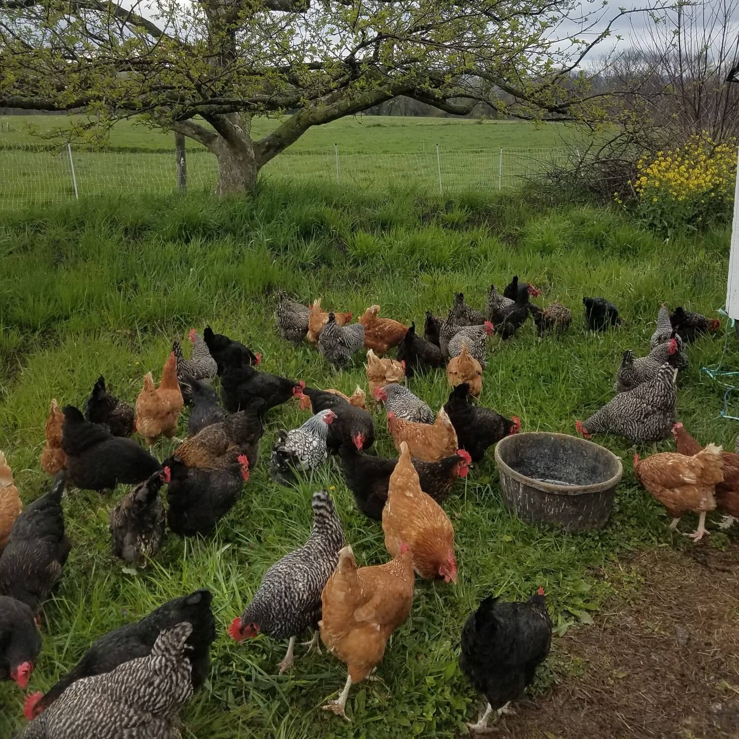 A flock of chickens in different colors searching for snacks in the fresh green grass with fields and an old fruit tree behind them