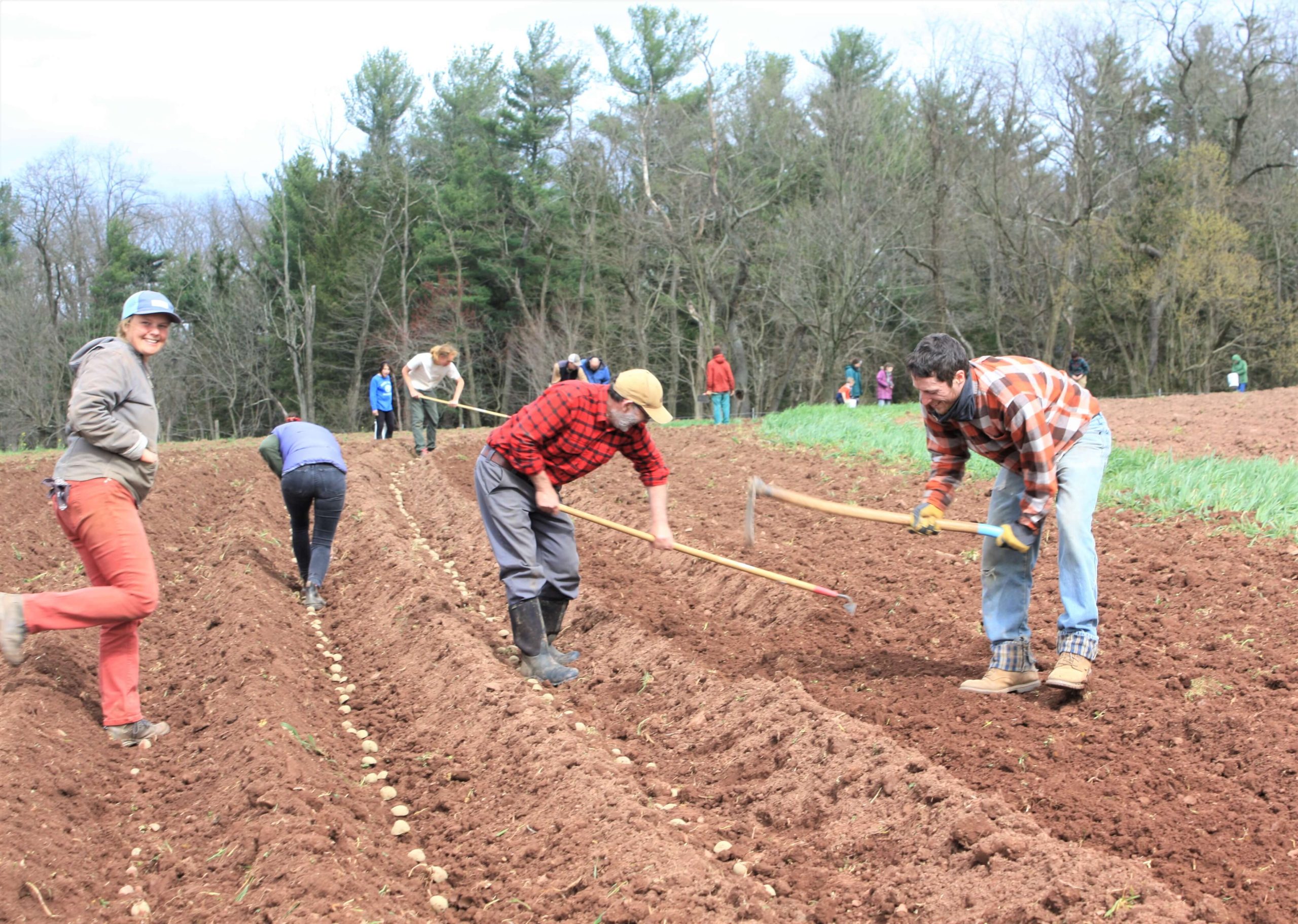 A dozen people working in a field, some with garden tools, planting rows of potatoes