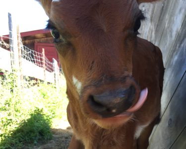 Close-up of brown cow with its tongue out