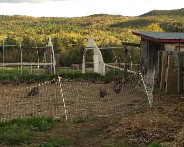 Chickens in a fenced area with green hills in the background