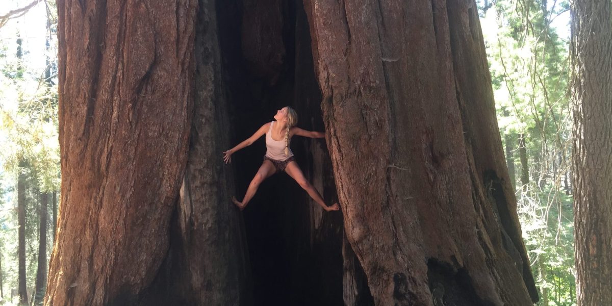 Anna high up in a tree in Sequoia National Park, holding herself up with one foot on either side of a large gap in the trunk.