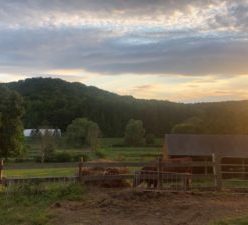 Several cows pictured behind a wooden fence with several wooden structures behind them. In the background is a green, forested hill and a cloudy sky at sunset.